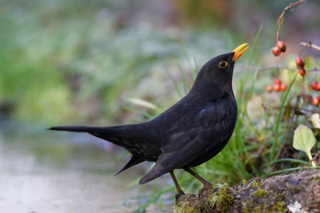 Who’s Visiting Your Garden This Week? | Big Garden Birdwatch & Our Feathered Friends - Blackbird Jewellery