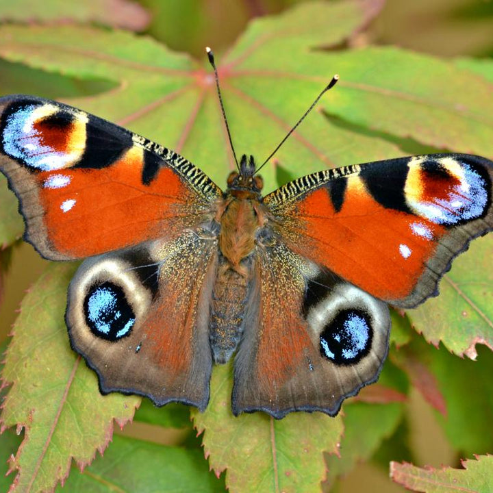 Sterling Silver Butterfly Charm