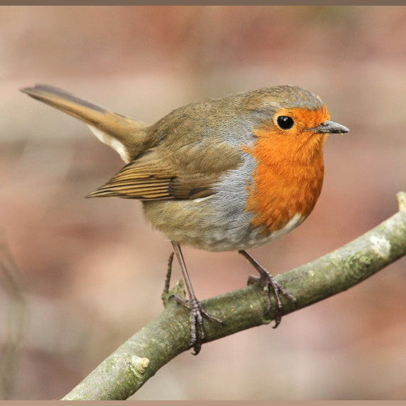 Robin Bird inspiration for Blackbird Jewellery bird charms